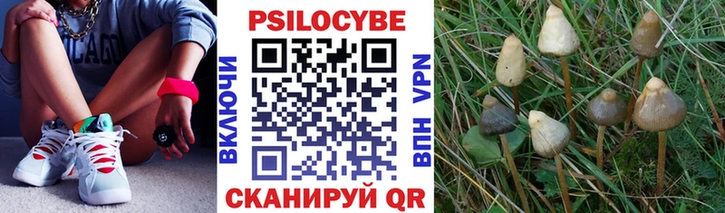 Купить  Красноармейск  Псилоцибиновые грибы Cubensis 
